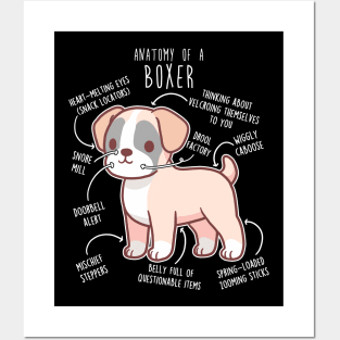 Boxer Dog Fawn Anatomy Posters and Art